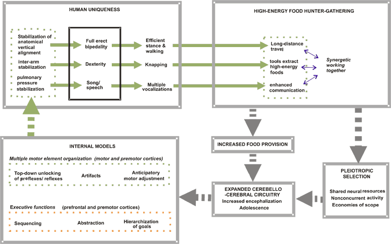 Outline of the main components of the proposed motor theory in the context of Homo origins. In the center of HUMAN UNIQUENESS is listed each of the major motor faculties: bipedality, dexterity and vocalization. To the left of them are the motor stabilizations that underlie their uniqueness, and to the right, the unique behavioral competence that they enable. To the right of HUMAN UNIQUENESS, lines connect behavioral competences to Homo ecological behavior in HIGH-ENERGY FOOD HUNTER-GATHERING. For example, the stabilization of anatomical vertical alignment bipedality allows efficient stance and walking, and so enables Homo to engage in long-distance travel. The three ecological behaviors are shown to act synergistically together with each other and also the social competences that derive from executive functions that also derive from INTERNAL MODELS (shown by a link running at the bottom). HIGH-ENERGY FOOD HUNTER-GATHERING is shown to link to PLEIOTROPIC SELECTION. The motor faculties are not concurrently done, and so permit the possibility of them relying upon shared neural resources (economies of scope). HIGH-ENERGY FOOD HUNTER-GATHERING also results in INCREASED FOOD PROVISION. This supports the prolonged nonadult stage of adolescence and increased encephalization and so EXPANDED CEREBELLO-CEREBRAL CIRCUITRY. This produces an increased capacity for INTERNAL MODELS and so the HUMAN UNIQUENESS.