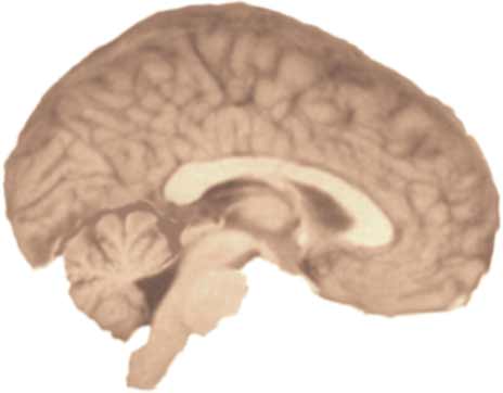 human brain outline