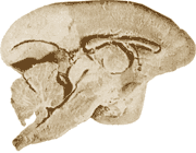 marmoset brain-