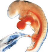 three week embryo human